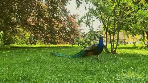 Peacock in the public garden Stock Footage 289147124