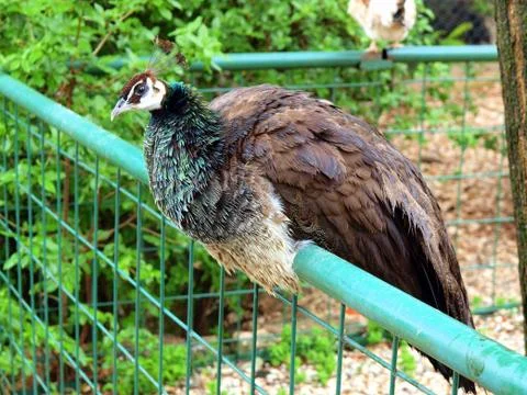 Peacock on a railing Stock Photos