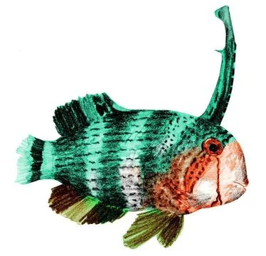 Peacock Razorfish Stock Illustration