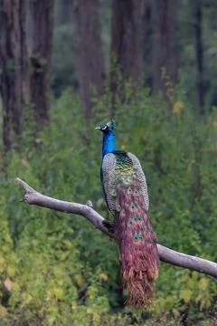 Peacock relax 库存照片