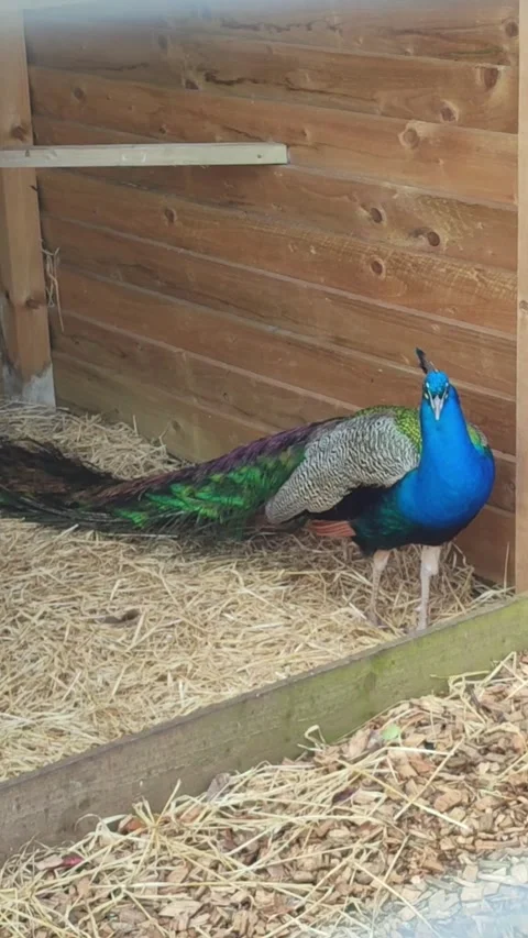 Peacock relaxing Vidéo 336462327