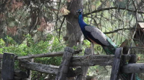 Peacock resting on fence 動画素材 51993450