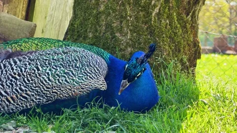 Peacock resting on grass near tree trunk showing detailed patterned feathers in Stock Footage 333985593