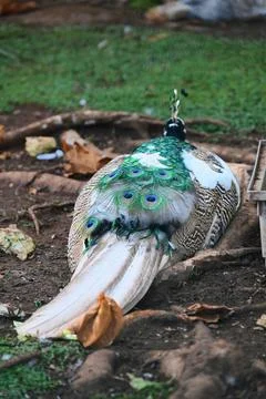 Peacock resting on ground from behind macro photo Stock Photos