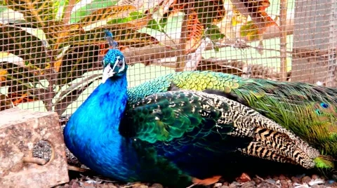 Peacock is resting lying on the ground Stock-Footage 48129173