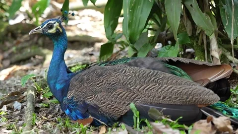 Peacock Resting in Natural Environment 4K Stock Footage 336239667