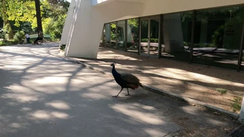 Peacock Resting Peacefully in the Shade Stock Footage 287481531