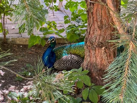 Peacock resting in the shade of a pine tree Stock Photos