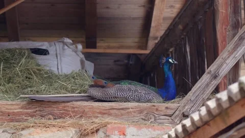A peacock rests on a bed of hay in a barn loft, surrounded by wooden beams Stock Footage 284913574