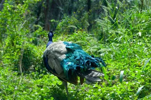 The Peacock Returns to the Brush Stock Photos