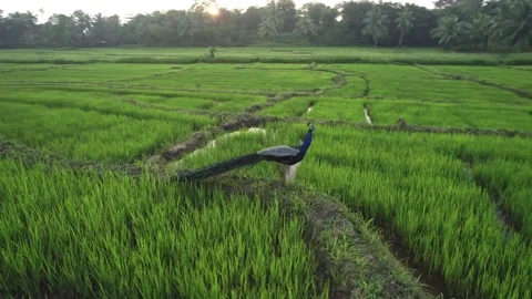 Peacock in rice fields, view from drone Stock Footage 222049156