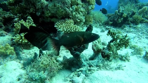 Peacock rock cod at the bottom of the Red sea in Egypt Stock Footage 234981153