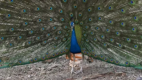 Peacock RTR4 Vídeo Stock 331025166