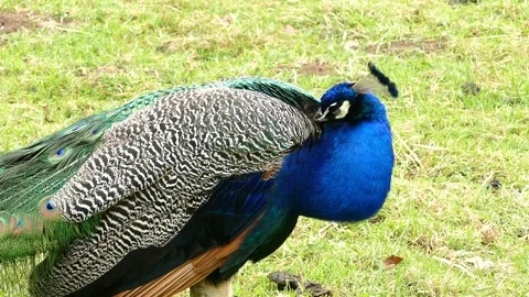 Peacock ruffling its feathers. Stock Footage 74539021