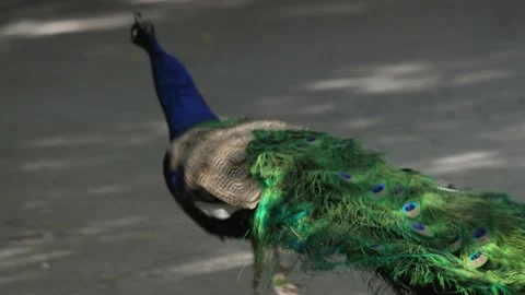 Peacock runs off around a corner Stock Footage 150712699