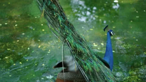 The peacock at the Saigon Zoo Stock Footage 143617486