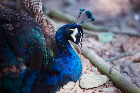 Peacock in the sand 2  Stock Photos