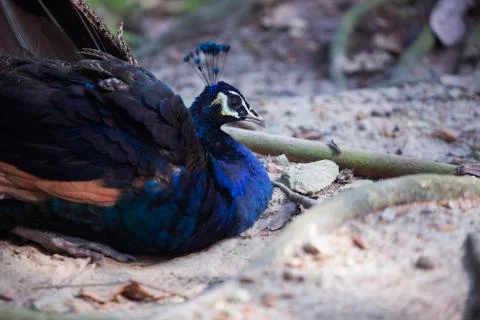 Peacock in the sand  Stock Photos