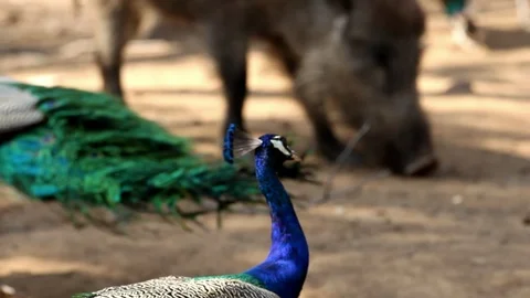 Peacock at Sariska India Video stock 86476210
