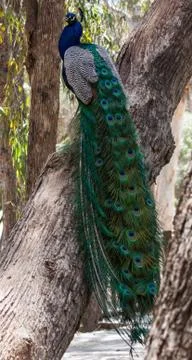 Peacock sat on tree Stock Photos