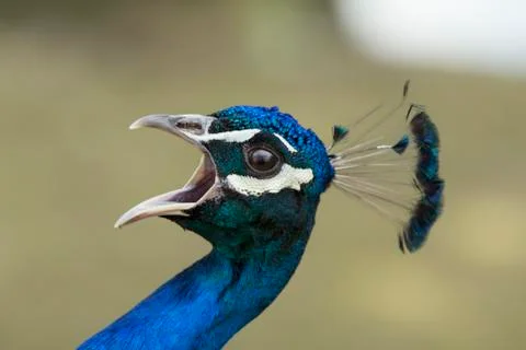 Peacock screams Stockfoto's