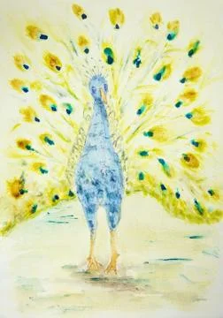 Peacock seen from the front Stock Illustration