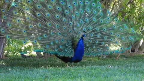 Peacock Shacking Feathers Out Stock Footage 116130077