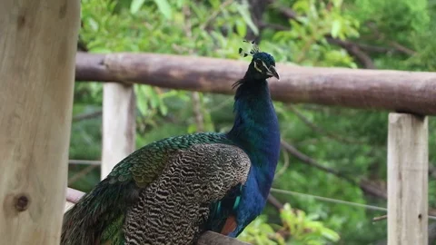 Peacock in the shade Stock Footage 93296895