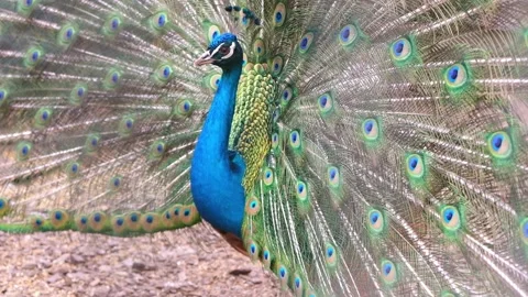 The peacock shakes feathers and dances. He spread bright, beautiful tail. Stock Footage 154762484