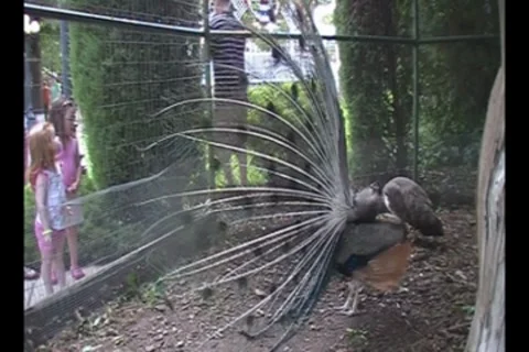 Peacock Shakes Feathers 動画素材 7759681