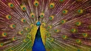 Peacock Shakes Its Feathers. With Sound Stock Footage