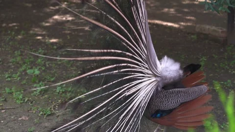 The peacock shakes its gorgeous tail during the mating season. Stock Footage 218314012