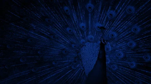 Peacock Shaking Its Feathers At Night Stock Footage 317905479