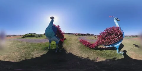 Peacock-shaped flower arrangement Stock Footage 281175045