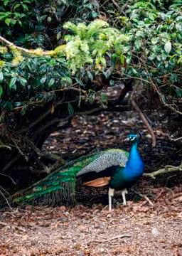 Peacock sheltering under a tree Stock Photos