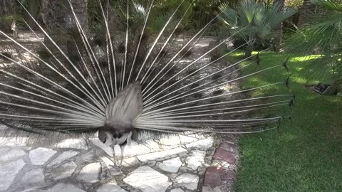 Peacock show feathers 動画素材 328609762