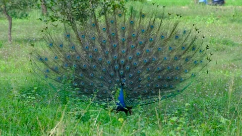 Peacock showcasing a display of beautiful patterned tail feathers in Sri Lanka Stock Footage 336699400