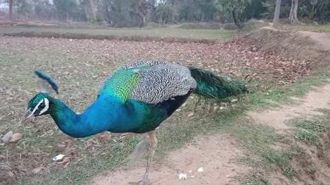 A peacock showcasing its stunning plumage amidst the charm Stock Footage 280138976