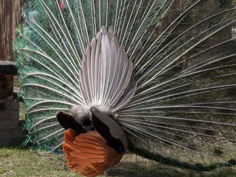 Peacock showing off, backview Stock Photos