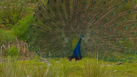 Peacock showing off feathers (Close up) Stock Footage 114369686