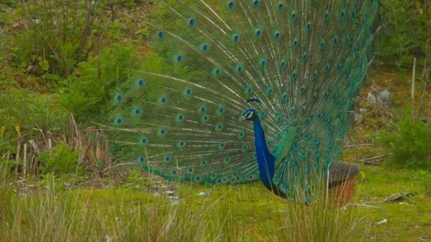 Peacock showing off feathers Stock Footage 114343610