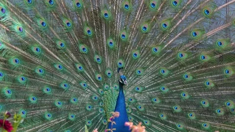 Peacock showing off his tail Stock Footage 249827636