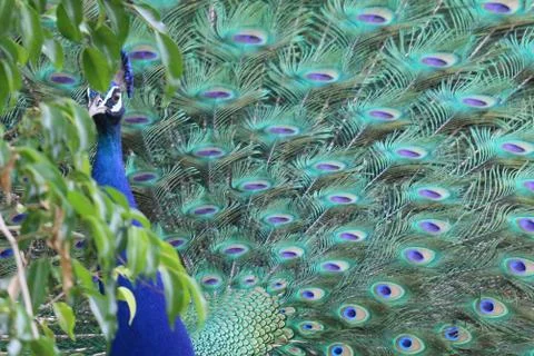 A peacock showing off its beauty Stock Photos