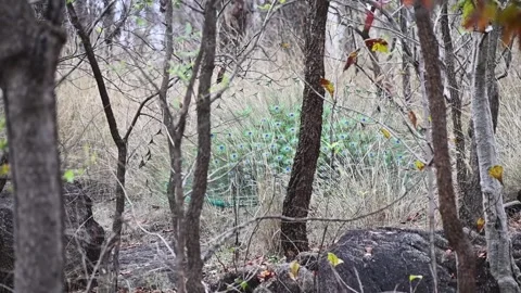 Peacock showing off its feathers behind the foliage in Pench national park Stock Footage 274554357