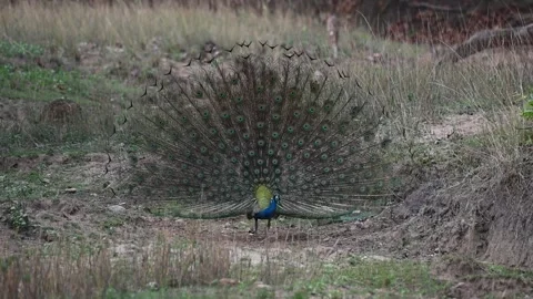 A peacock showing off its magnificent train in Bandhavgarh national park Stock Footage 340408950