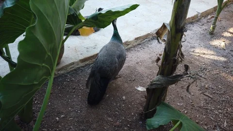 Peacock showing its tail. Beautiful bird on the yard. Stock Footage 108802408