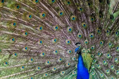 Peacock showing off to a mate Stock Photos