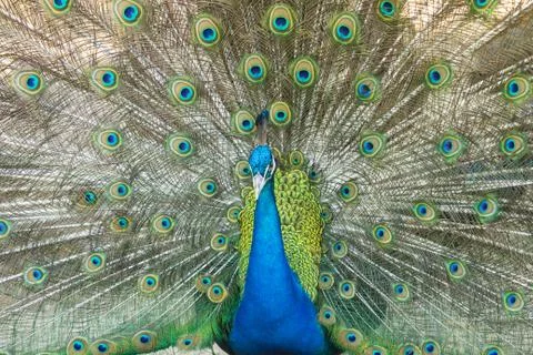 Peacock showing Stock Photos