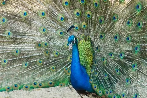 Peacock showing Stock Photos