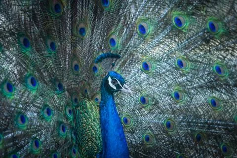 Peacock showing Stock Photos